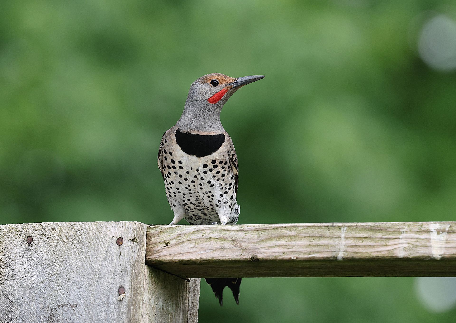 A Northern Flicker woodpecker perched on a wooden fence with blurred greenery in the background.