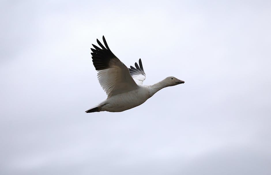 Cloud Migration & Consulting Services: Your Strategic Partner for Cloud Success SEO Strategy