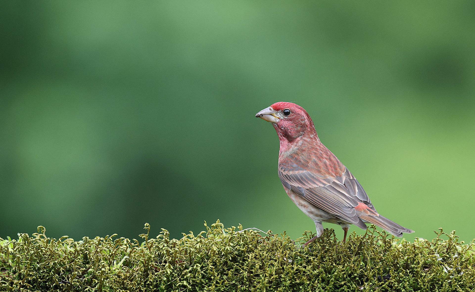 Vibrant finch perched on mossy ground with green blurred background, highlighting natural beauty.