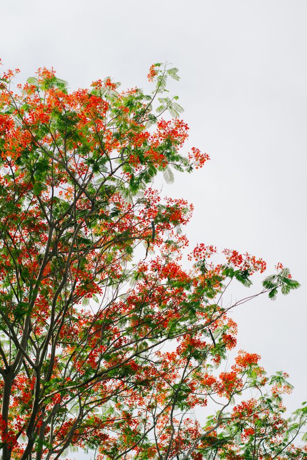 Flamboyant florido, copa alaranjada