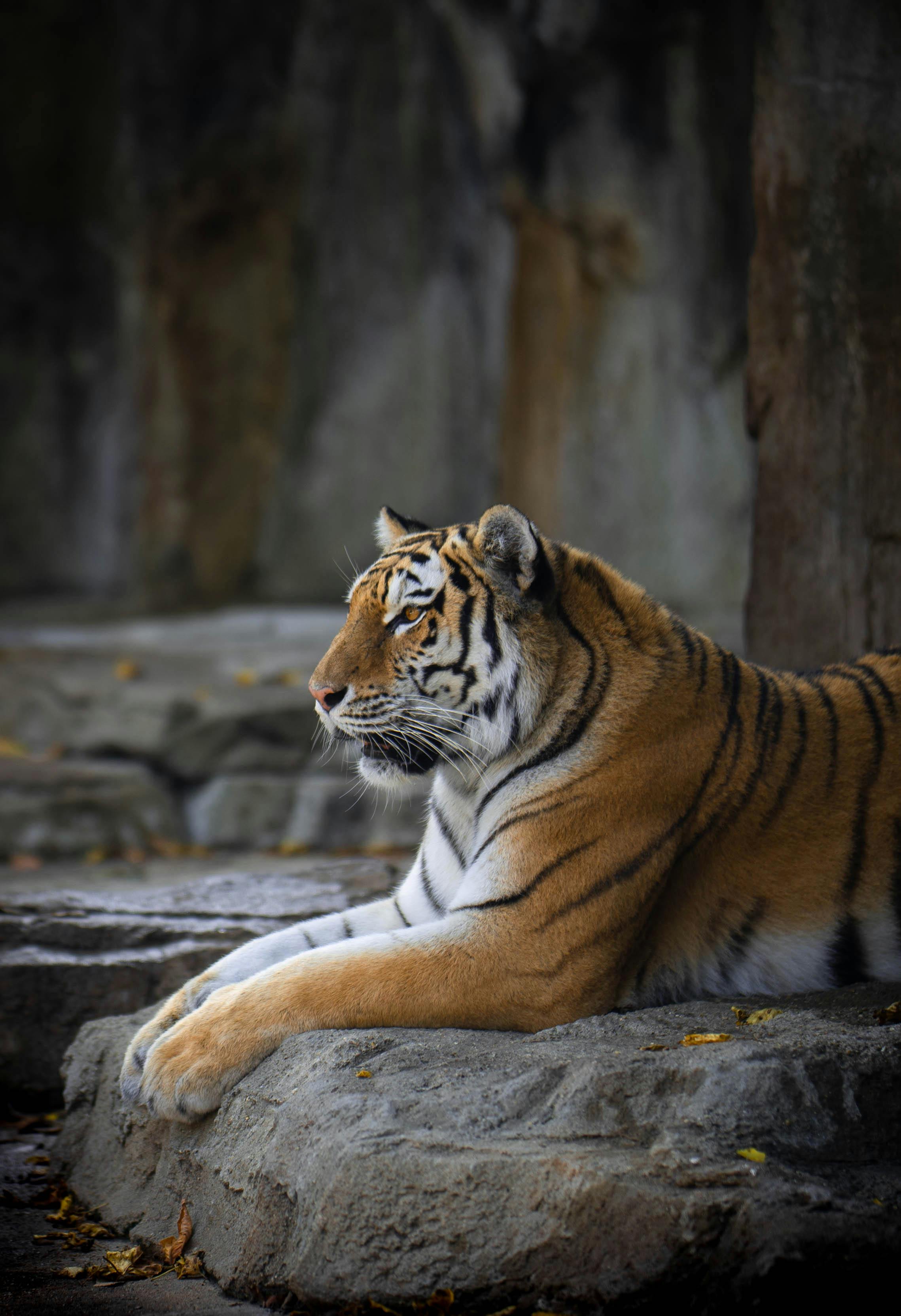 Brown Striped Tiger Lying on Ground · Free Stock Photo