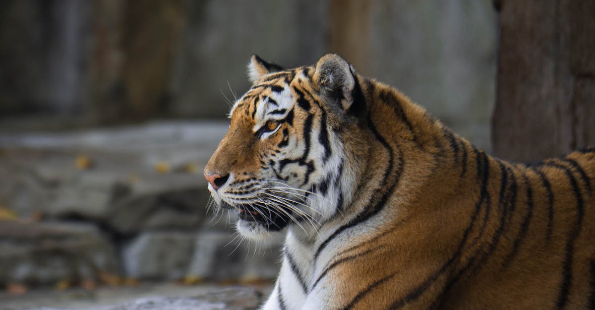 What does apex mean in English