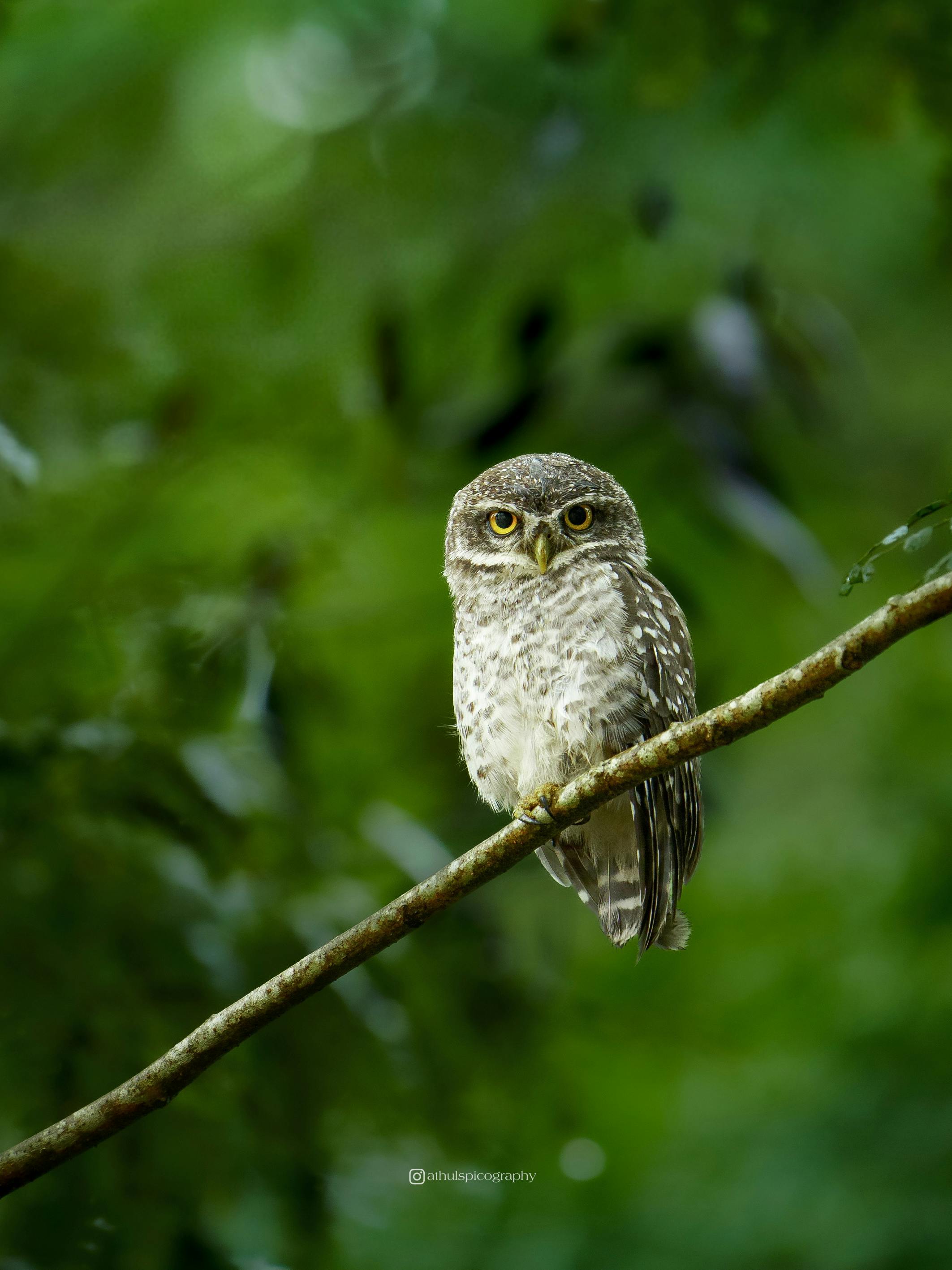 Supporters cheering loudly inside the stadium