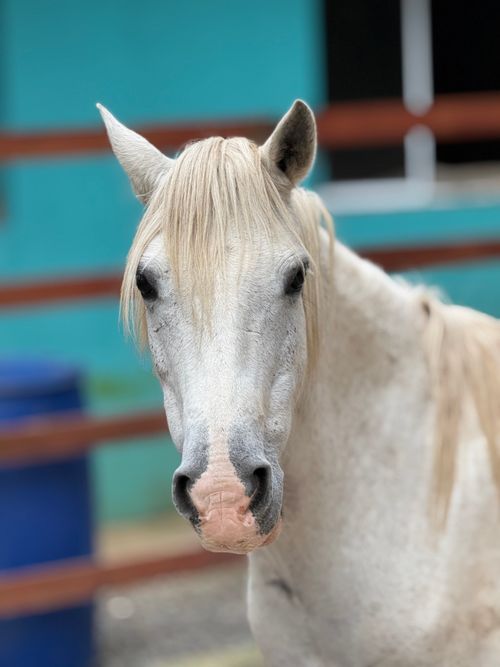 Free Detailed close-up of a white horse with a teal background. Outdoor setting. Stock Photo
