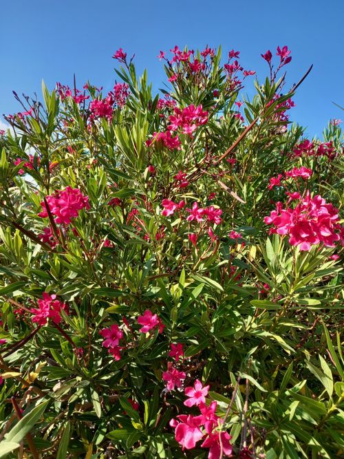 Free Bright pink oleander blooms in an outdoor urban garden in Guilherand-Granges. Stock Photo