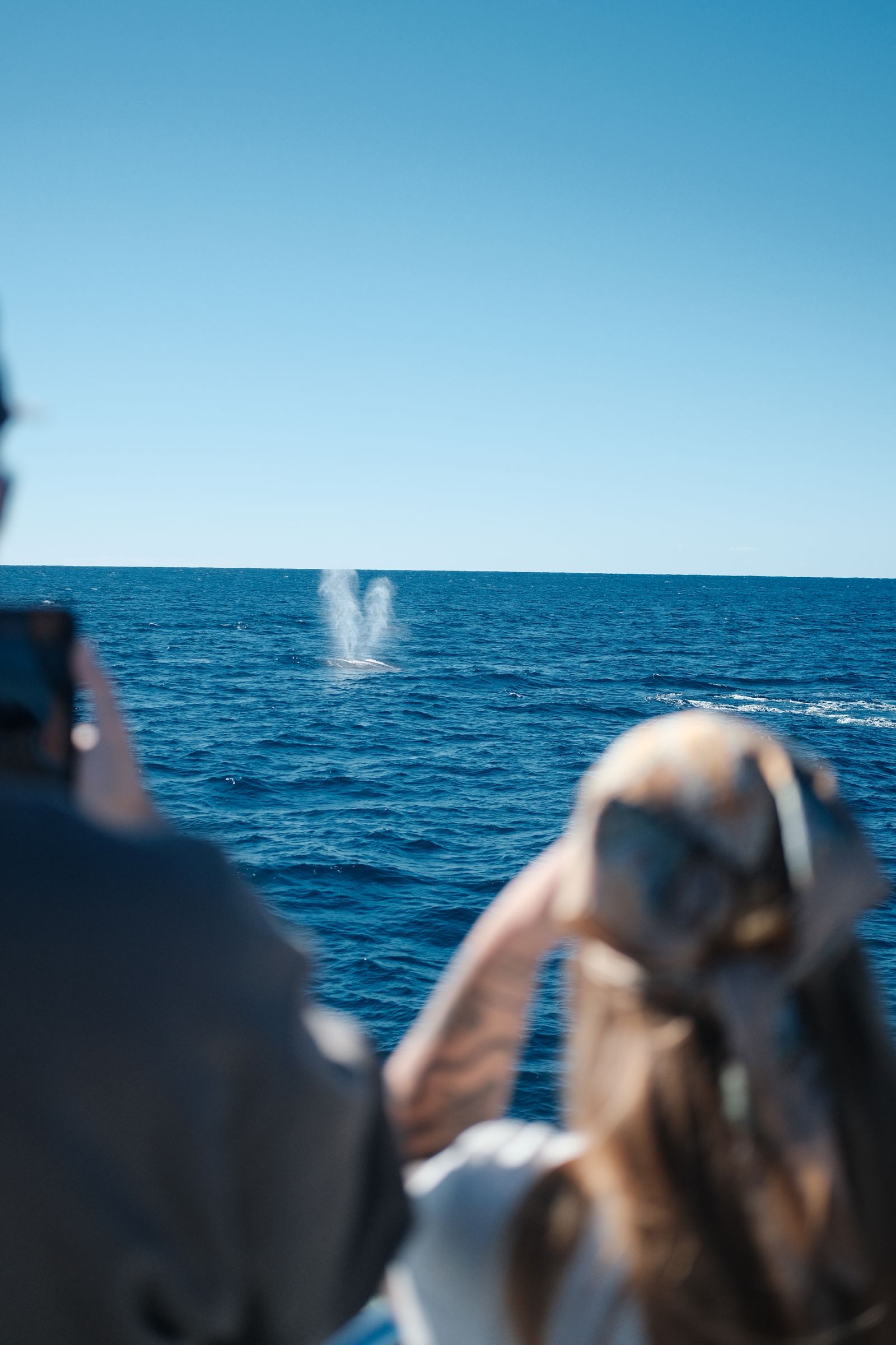 Whale Watching from Hikkaduwa