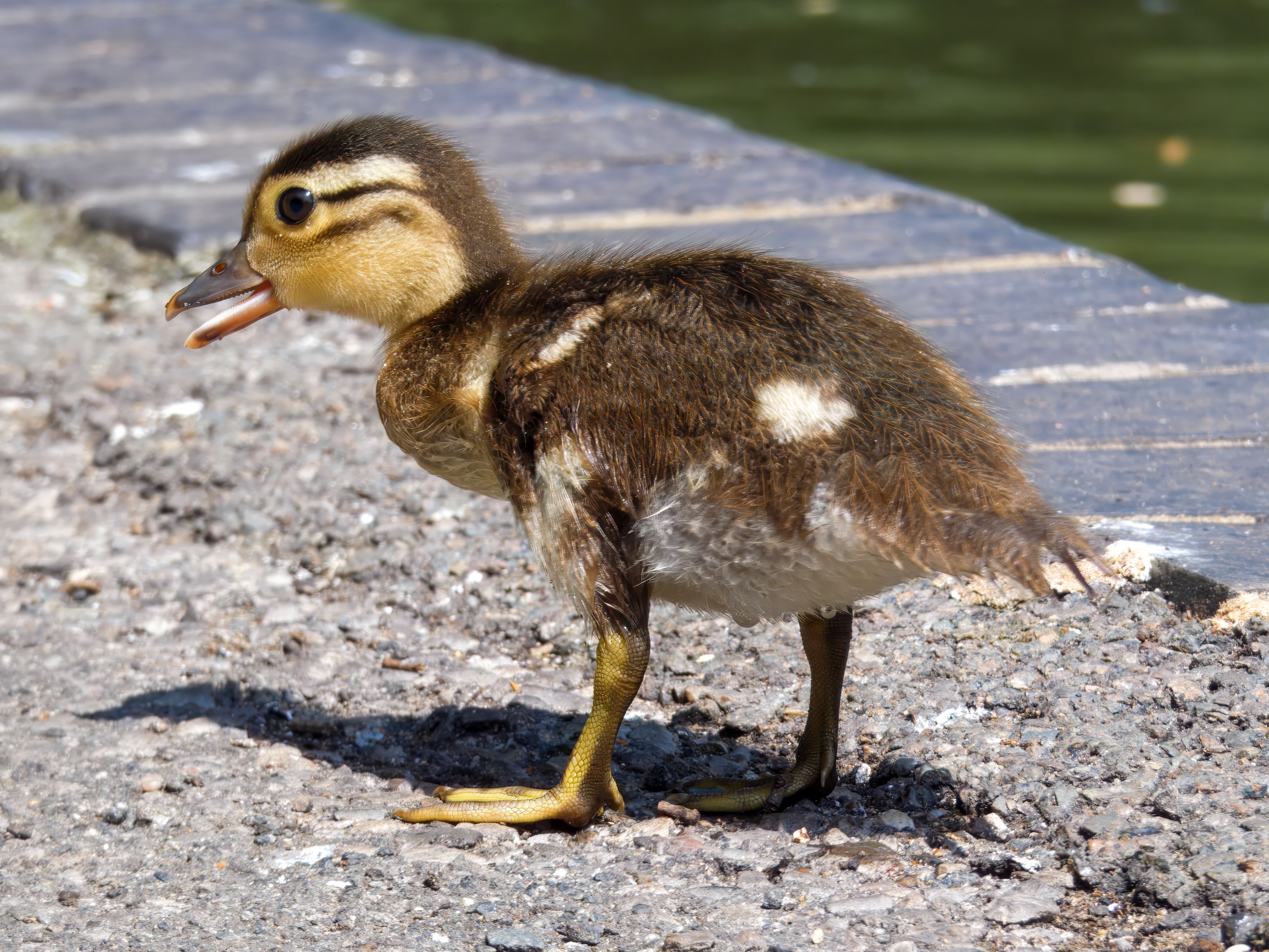 Cute Duckling Walking on Pavement Outdoors · Free Stock Photo