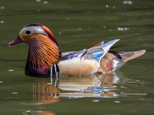 Free Stunning mandarin duck gracefully floating on serene water. Stock Photo