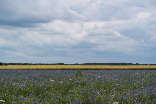 Free Expansive field of wildflowers and cereal grains under a dramatic cloudy sky in summer. Stock Photo