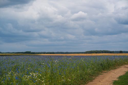 Free A vibrant summer landscape featuring a field of blue wildflowers under a dramatic sky. Stock Photo