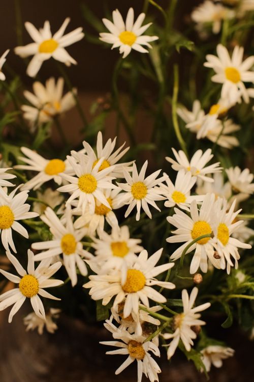 Free Bright white daisies with yellow centers in close-up, showcasing nature's simple beauty. Stock Photo