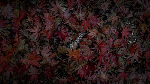 Free stock photo of 4k wallpaper, autumn leaves, autumn mood