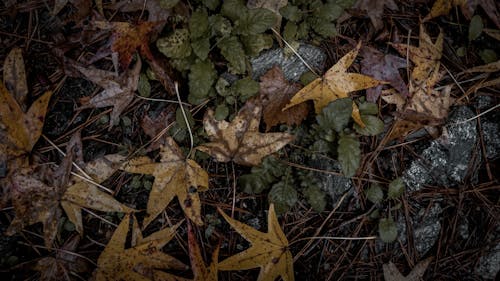 Free stock photo of 4k wallpaper, autumn mood, autumn mood forest