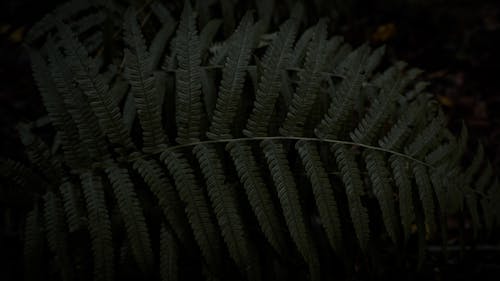 Free stock photo of 4k wallpaper, dark, fern
