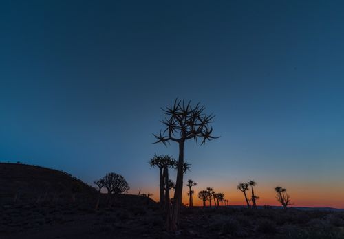 Free Quiver trees at sunset Stock Photo