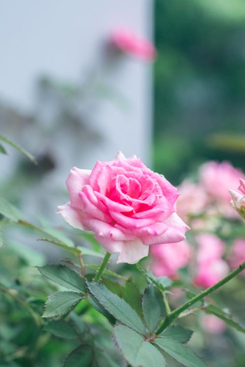 Free A beautiful pink rose in full bloom with a blurred green background, symbolizing beauty and elegance. Stock Photo