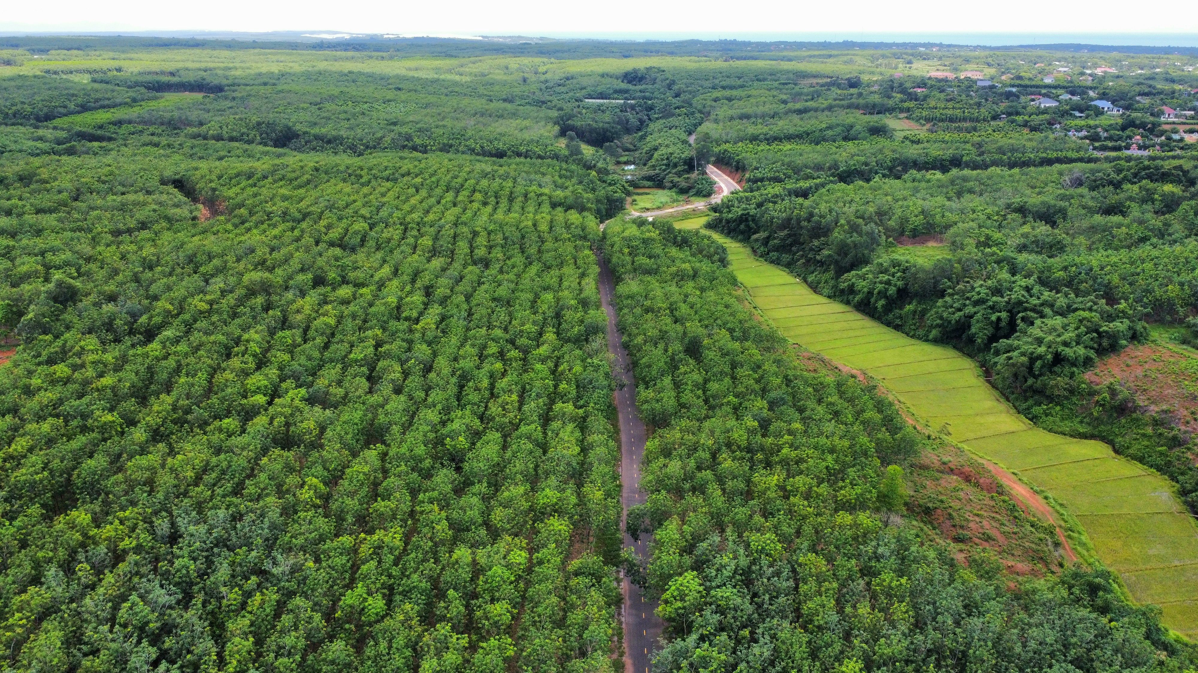 Lush Aerial View of Expansive Green Forest · Free Stock Photo