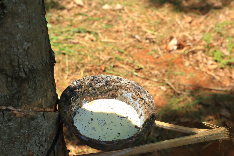 Close-up of resin being tapped from a tree trunk — tree sap removal guide Surrey BC