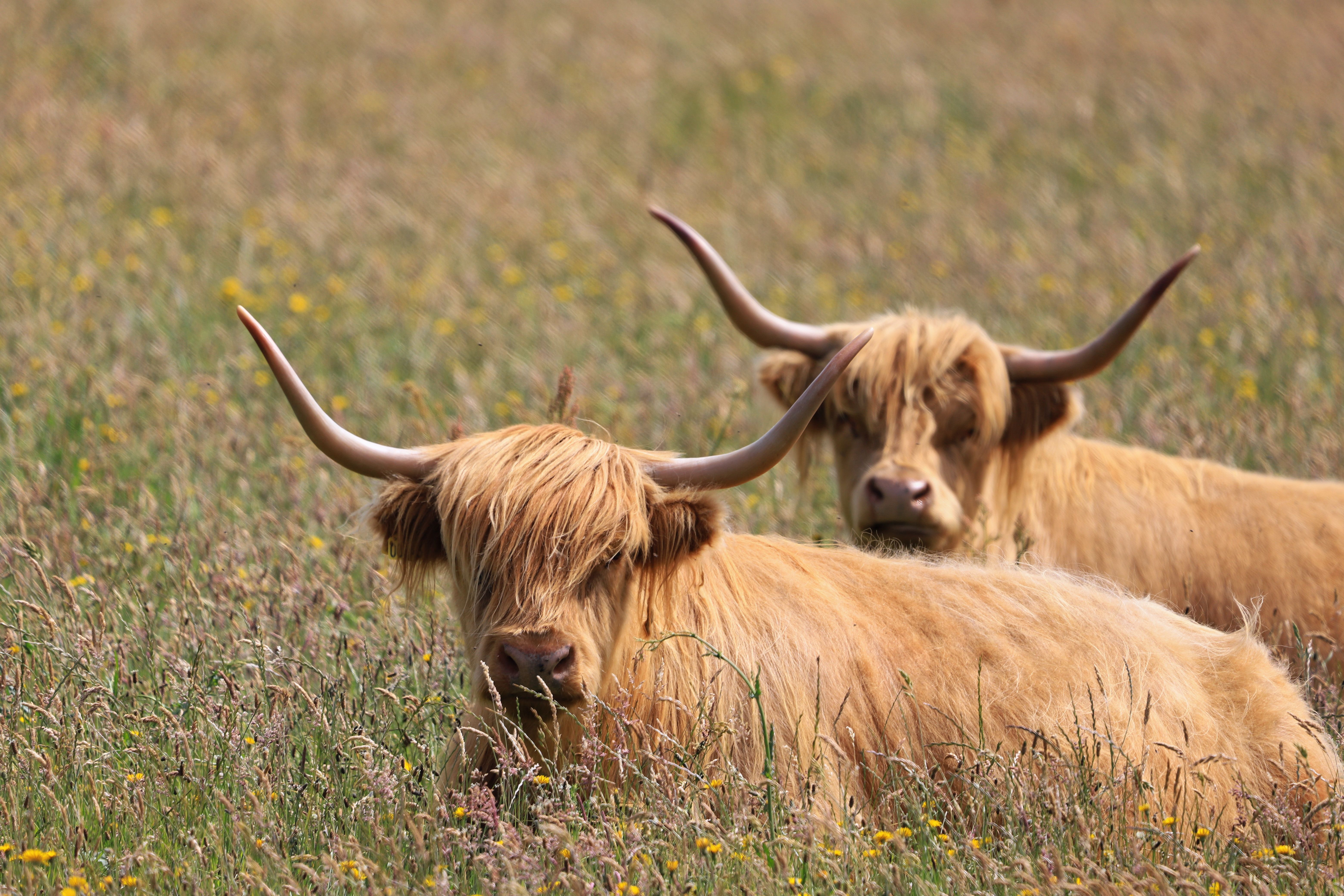 Emotional Support Pals Highland Cows only deal at Walmart