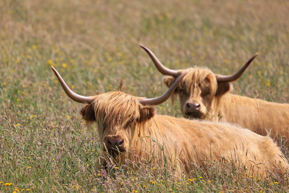 Emotional Support Pals Highland Cows only deal at Walmart