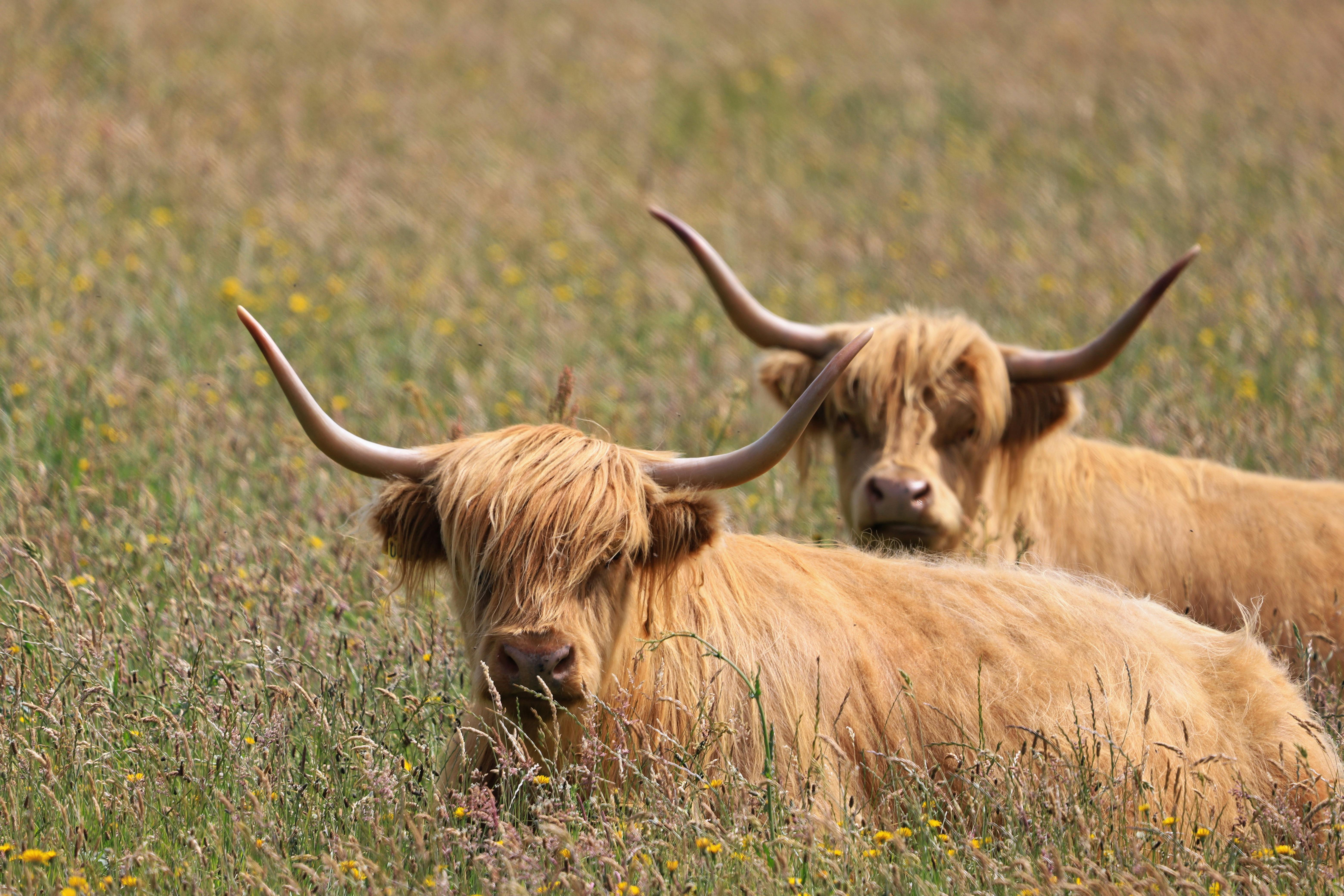 Gratuit Deux vaches des Highlands aux longues cornes se reposant dans un pré animé. Photos