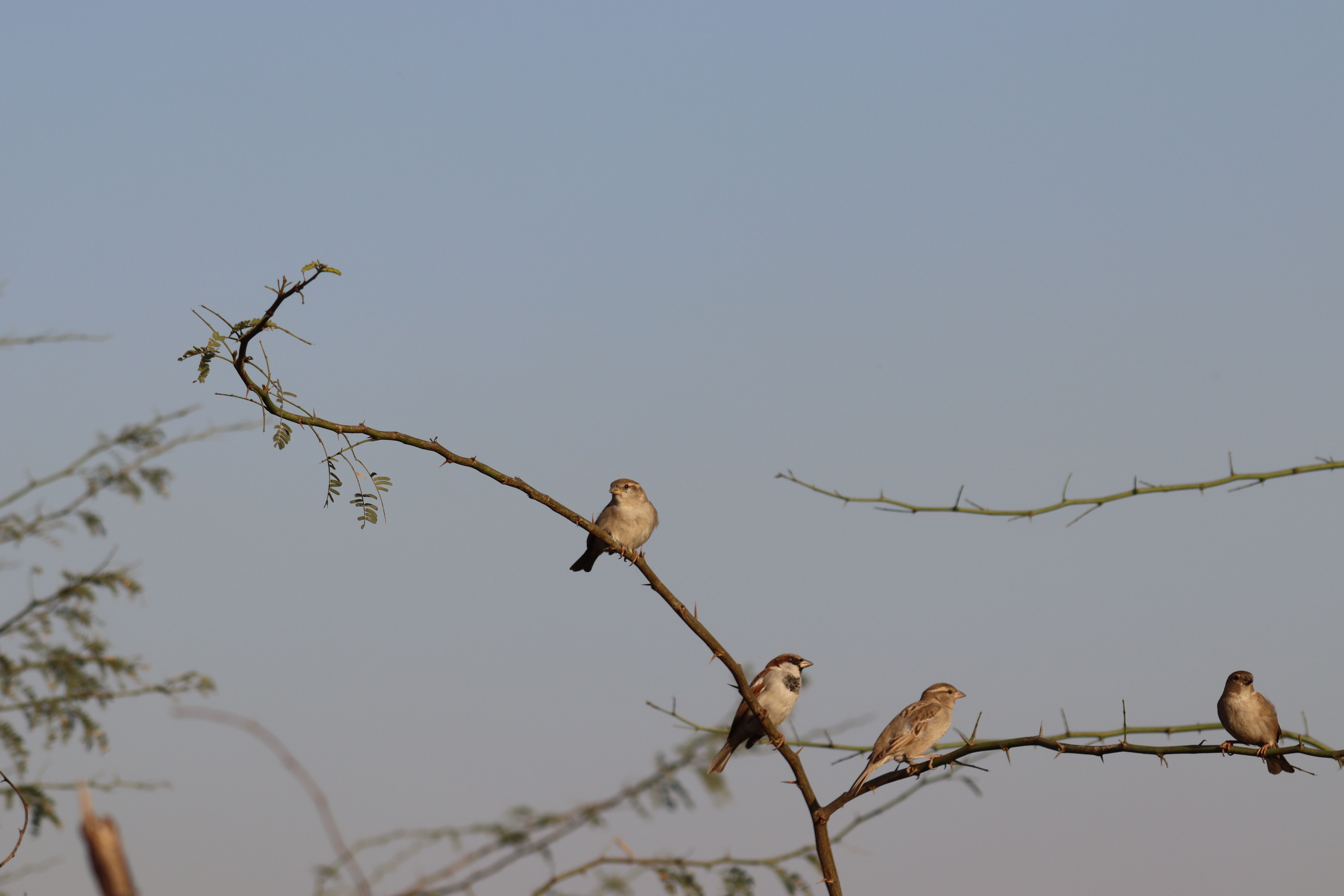 bird photography bird canvas