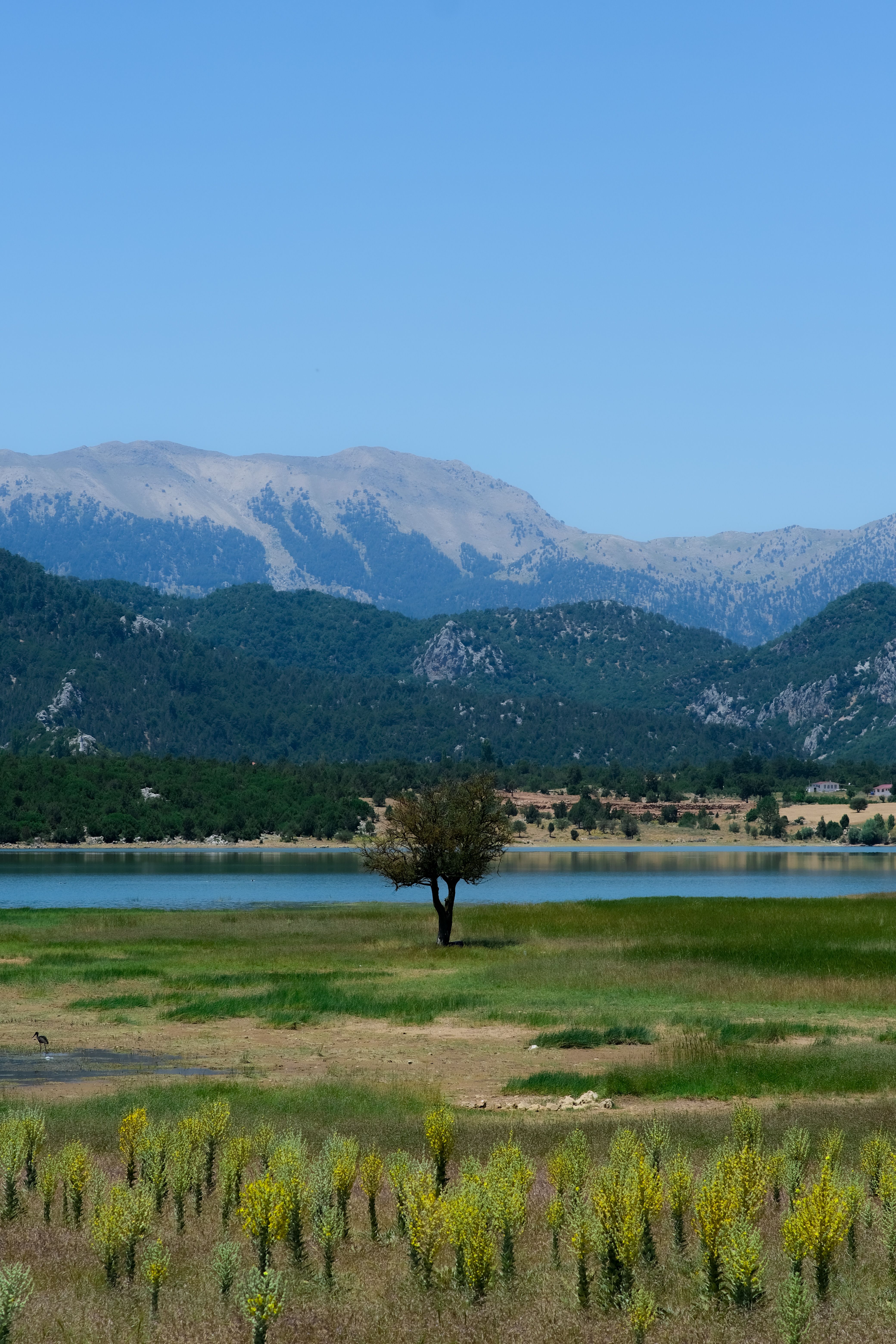 Peaceful mountain scene with a singular tree by a lake, surrounded by greenery and mountains in the distance.