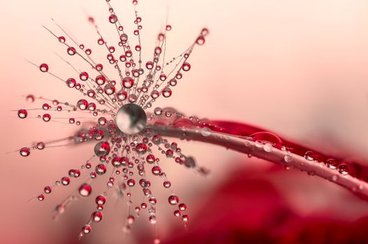 Close-up of a dandelion with vibrant water droplets on a pink background.