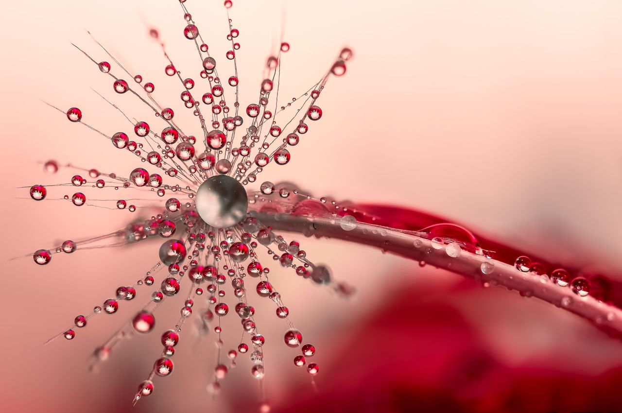 close up of a dandelion with vibrant water droplets on a pink backgrou