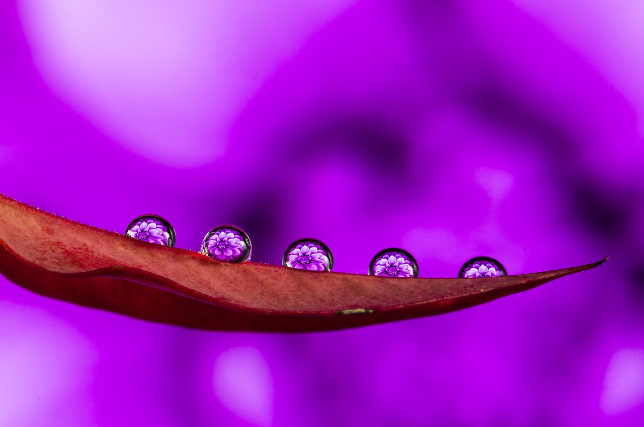 a vivid macro image capturing water droplets on a leaf against a strik