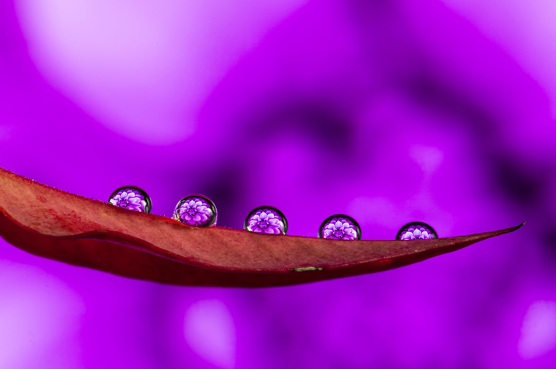 A vivid macro image capturing water droplets on a leaf against a striking purple background.