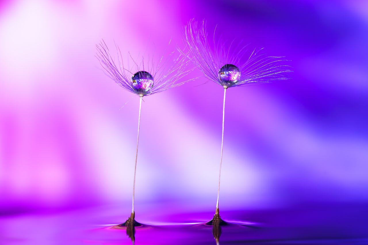 detailed macro image of a dandelion seed with a water droplet on a vib