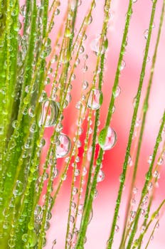 Captivating macro shot of water droplets on green grass blades against a soft pink background.