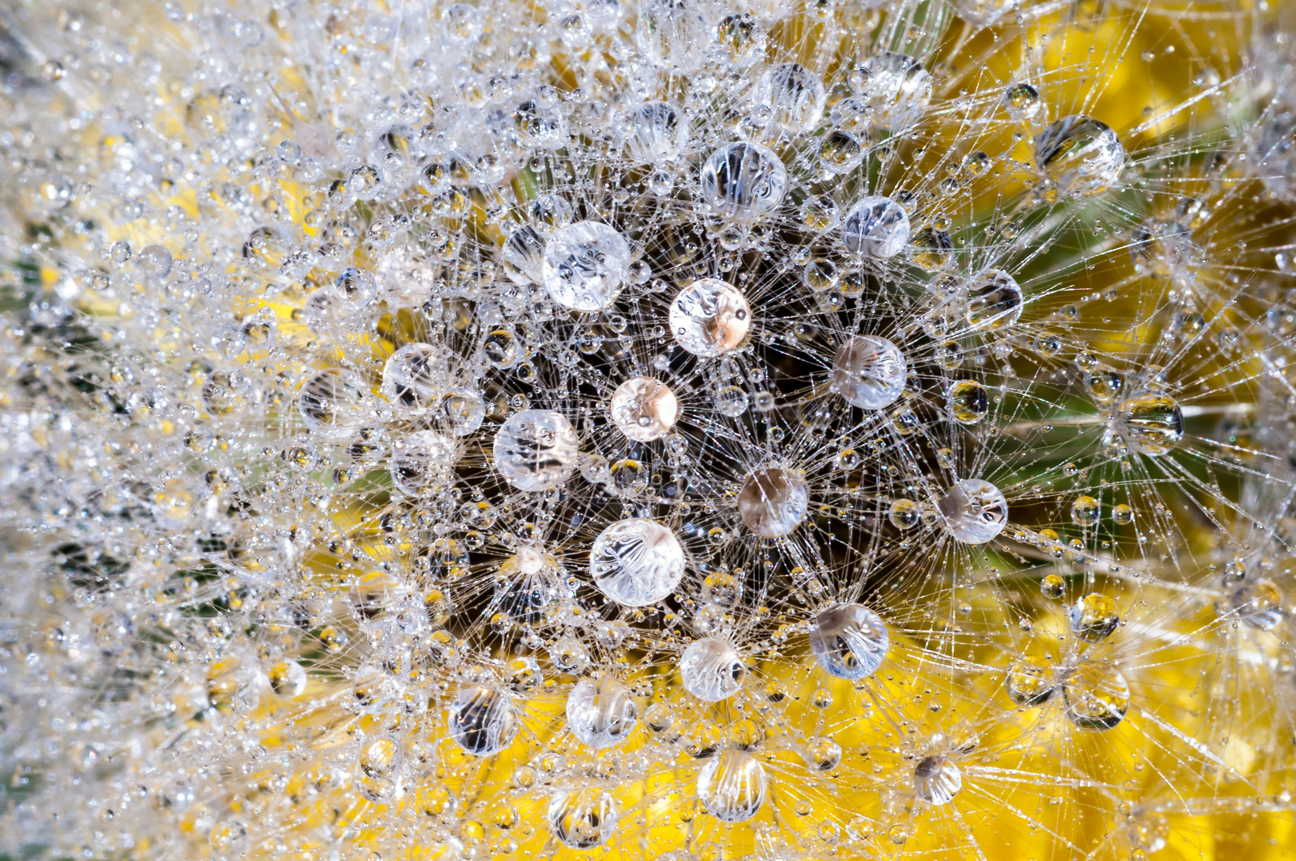 Close-up of a dandelion with water droplets in Treviso, capturing nature's intricate detail.