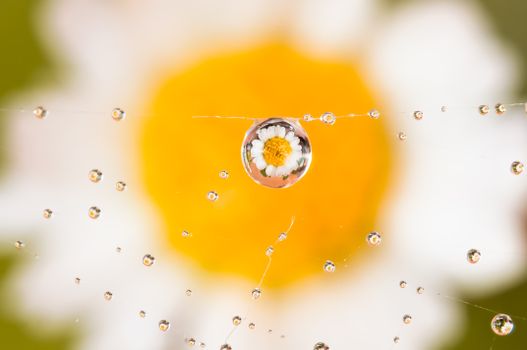 Intricate macro photo capturing a daisy flower reflected in a dew drop on a spider web.