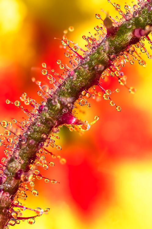 Vibrant Macro Shot of Water Droplets on Stem · Free Stock Photo
