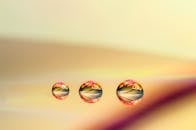 Macro Photography of Water Drops on Floral Reflection