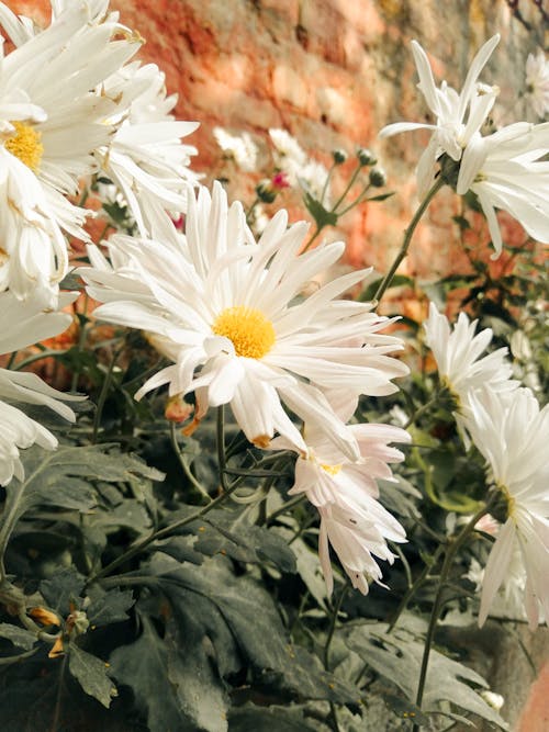 Free stock photo of autumn bloom, autumn flower, chrysanthemum