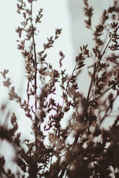 干花特写，焦点柔和，呈现出宁静的自然美感