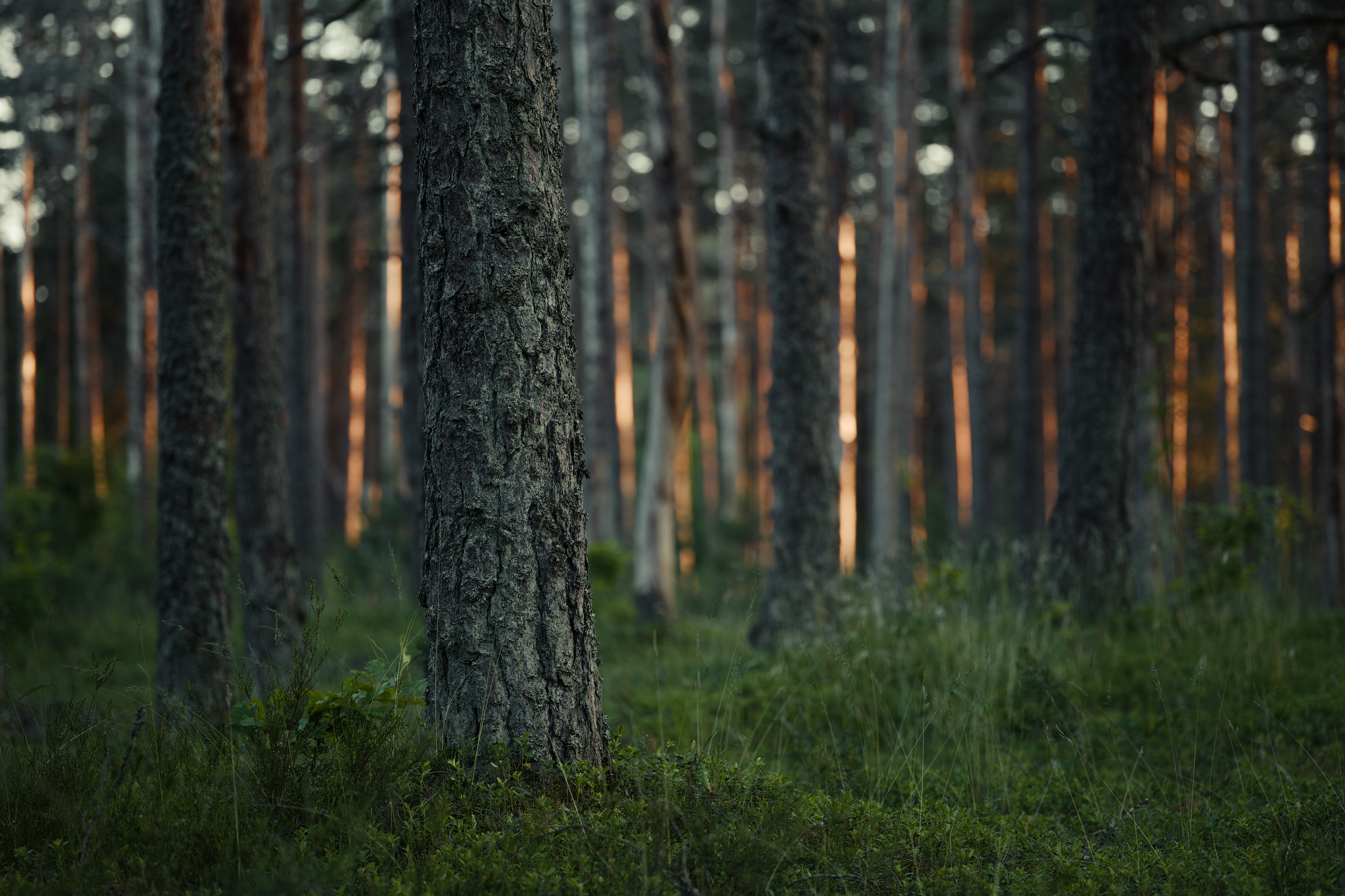 Serene Pine Tree Forest at Dusk · Free Stock Photo