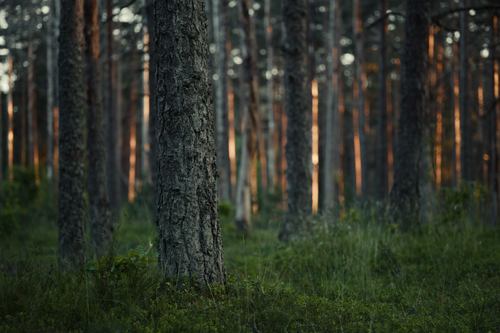 Free Peaceful forest scene with tall pine trees and warm dusk light filtering through, creating a serene atmosphere. Stock Photo