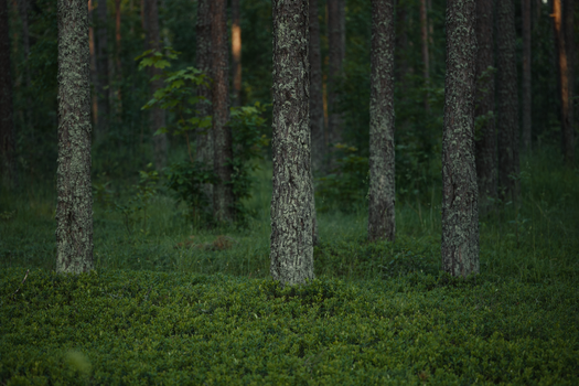 Tranquil forest scene featuring lush greenery and tree trunks, ideal for nature themes.