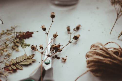 Brown Dried Flowers