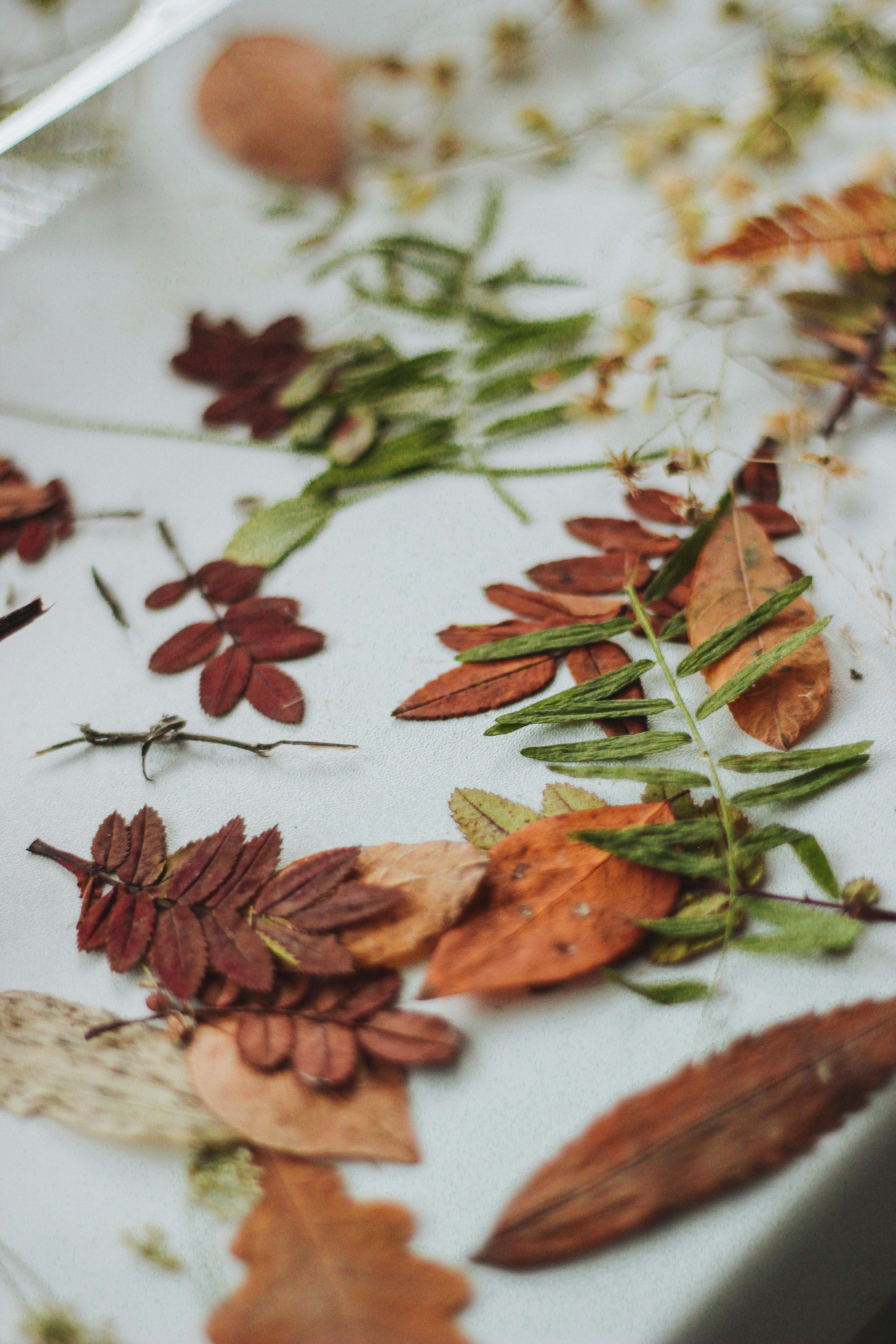 Outdoor Fall Nature Crafts (O'Neill)