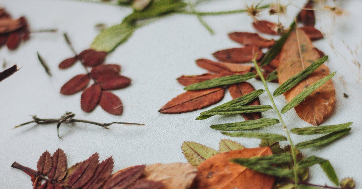How to dry Poland peppers in a dehydrator