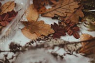 各种干燥秋叶的特写，非常适合用作季节性装饰或秋季背景