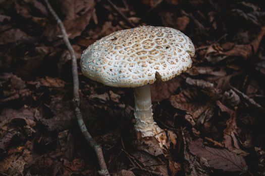 A close-up view of a forest mushroom with intricate patterns on its cap amidst fallen leaves.