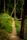 path