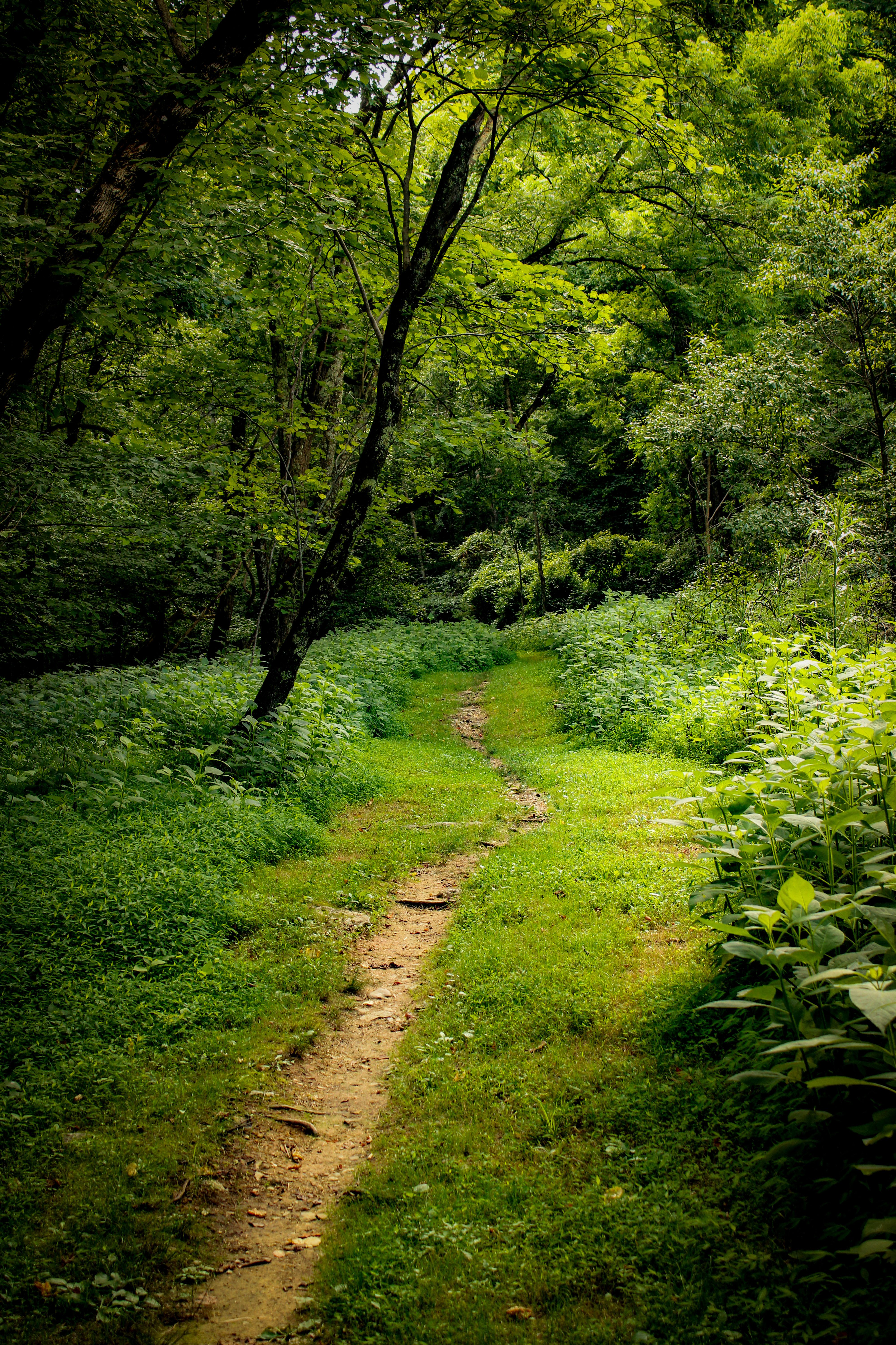 Serene Forest Pathway Through Lush Greenery · Free Stock Photo