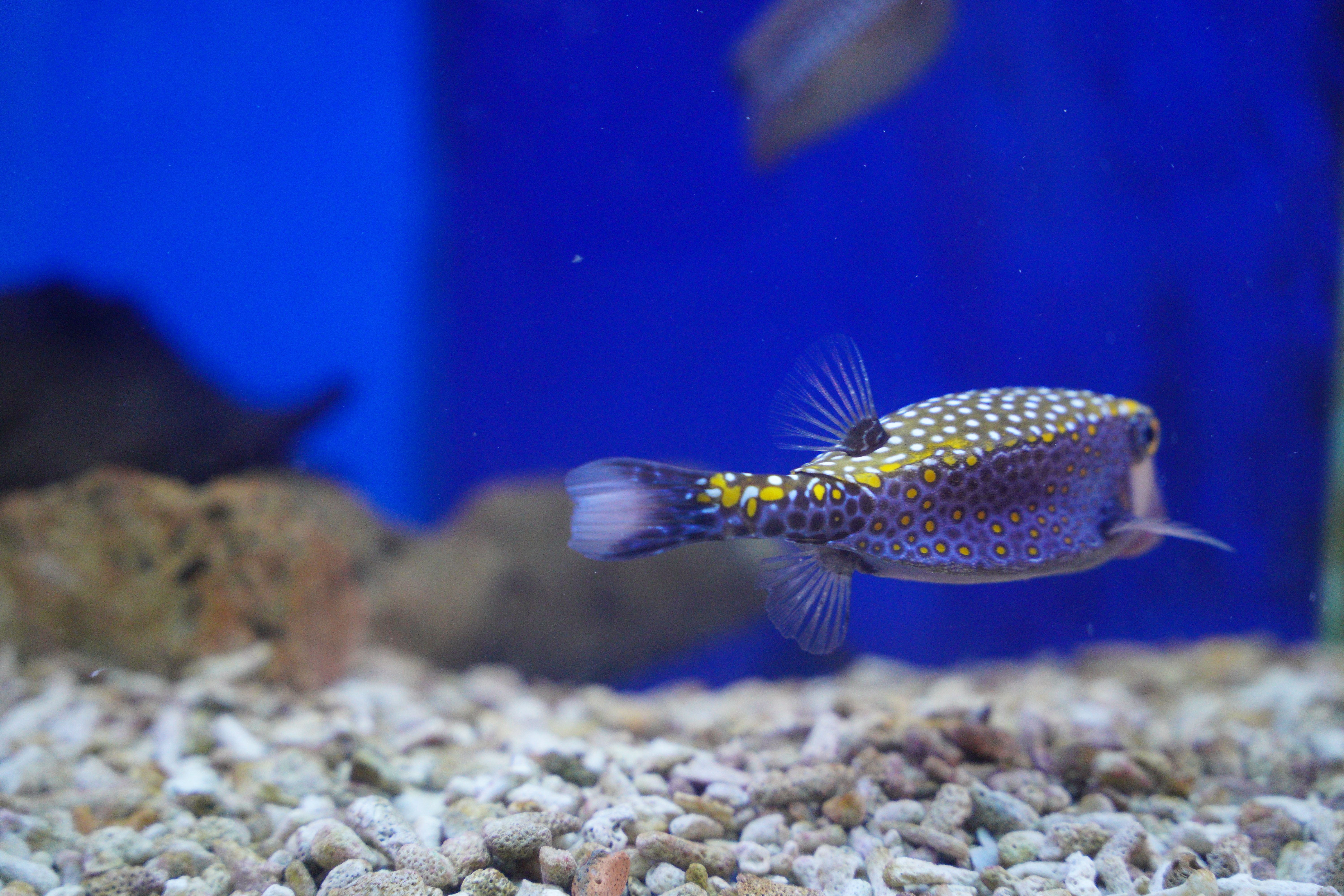 Colorful Boxfish in Aquarium Tank
